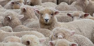 Wool