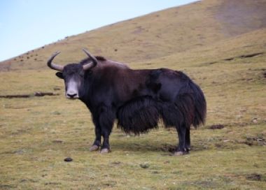 Yak Velvet