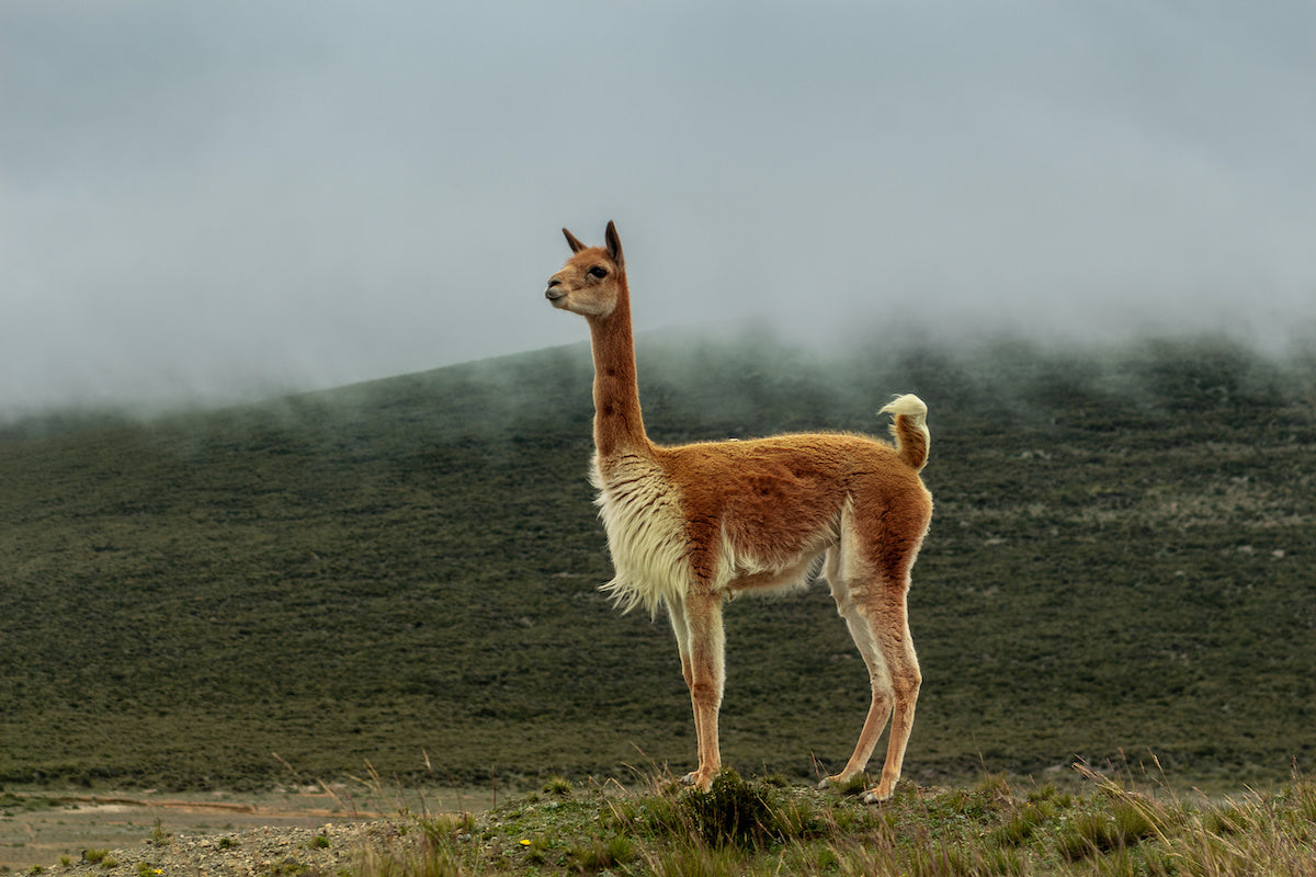 Vicuña Wool